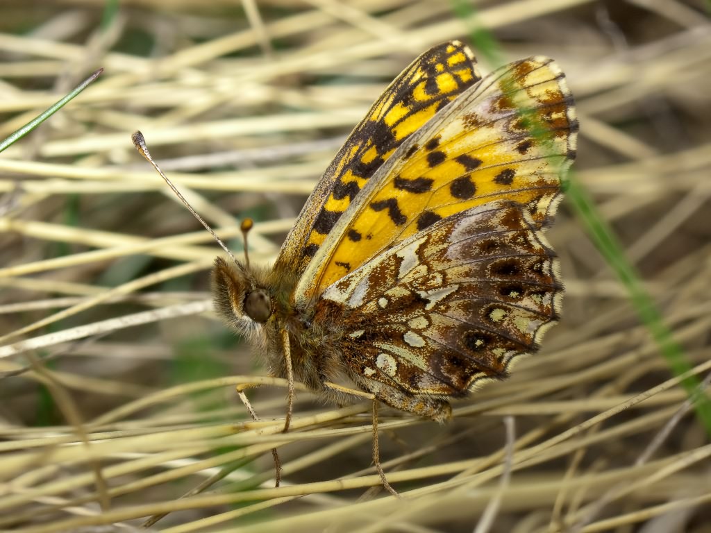 Boloria dia (Linnaeus, 1767)